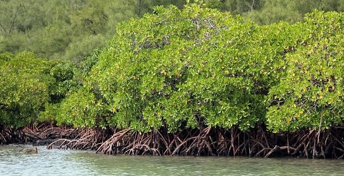 Pencari Udang Ditemukan tersangkut di Pohon&nbsp;Bakau